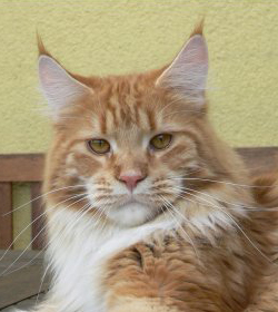 Unser Kater Gr. Int. Ch. Kithara´s Sgt. Pepper