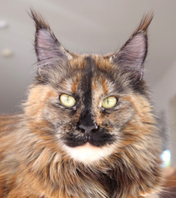 Unsere Katze Kithara's Enigma PP