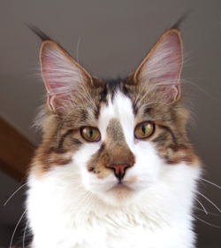 Unser Kater CoonielandEden's Ricky